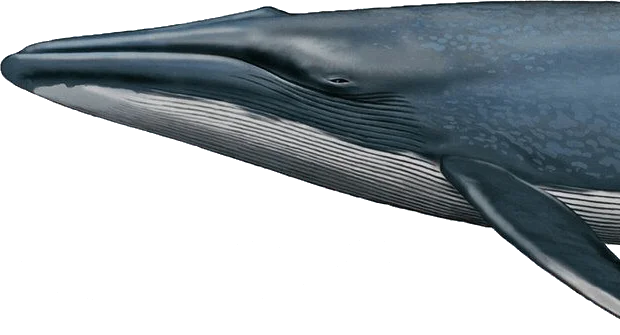 Váza WHALE – detail